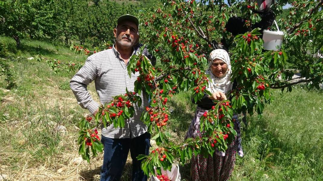 Yurt dışına tonlarca ihraç ediliyor: İç pazarda kilosu 70 TL! Hasat başladı, pazar sıkıntısı yok 4